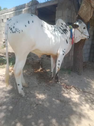 دندہ فتح جنگی بیل فار سیل