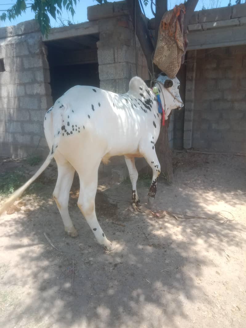 دندہ فتح جنگی بیل فار سیل 1