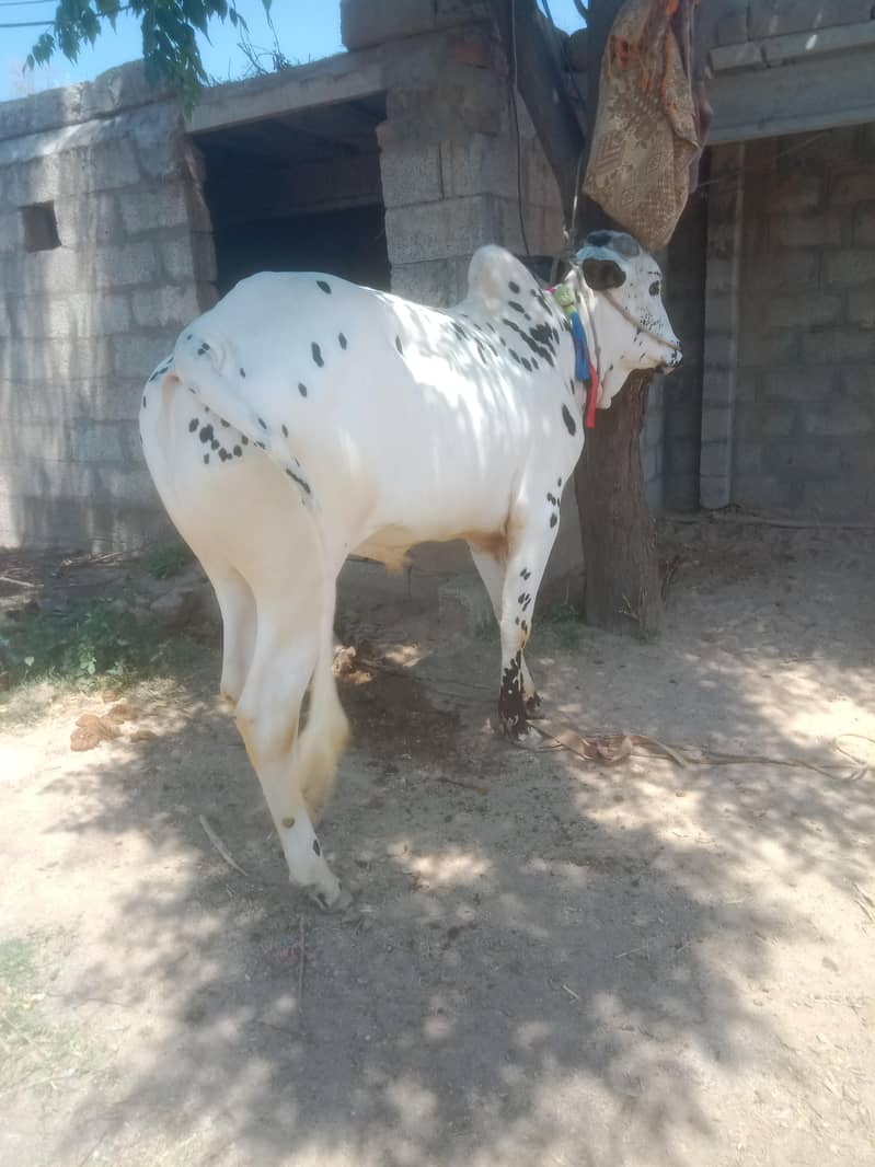 دندہ فتح جنگی بیل فار سیل 3
