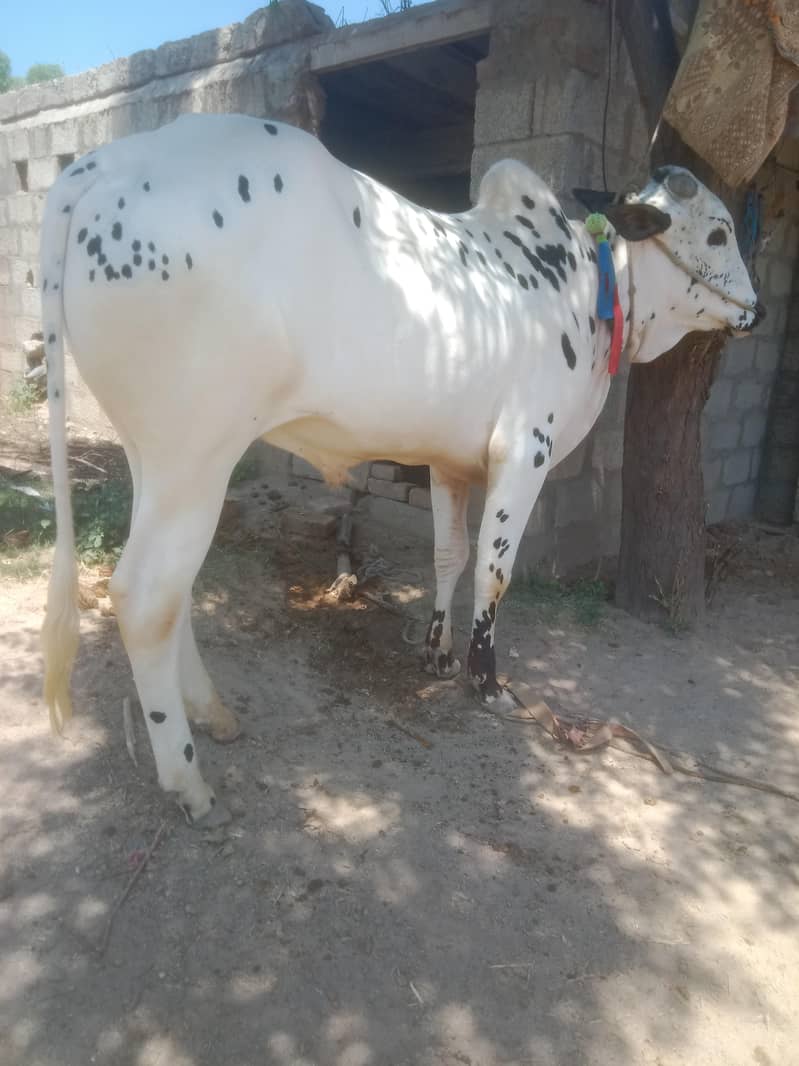 دندہ فتح جنگی بیل فار سیل 4