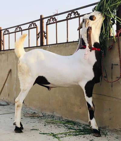 rajanpuri bakra 2 dant urgent for sale