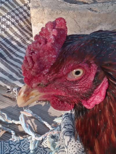 mianwali aseel for sale