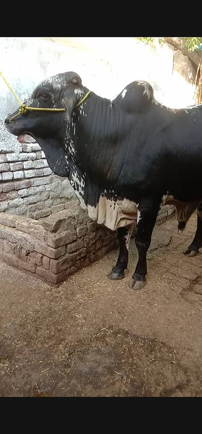 MashAllah Pure cholistani bull