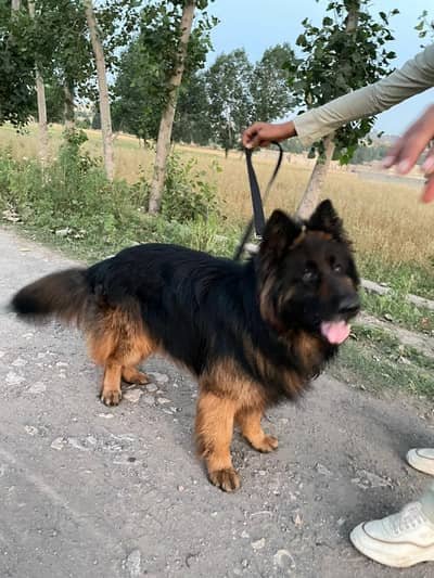 German shepherd 33cot
