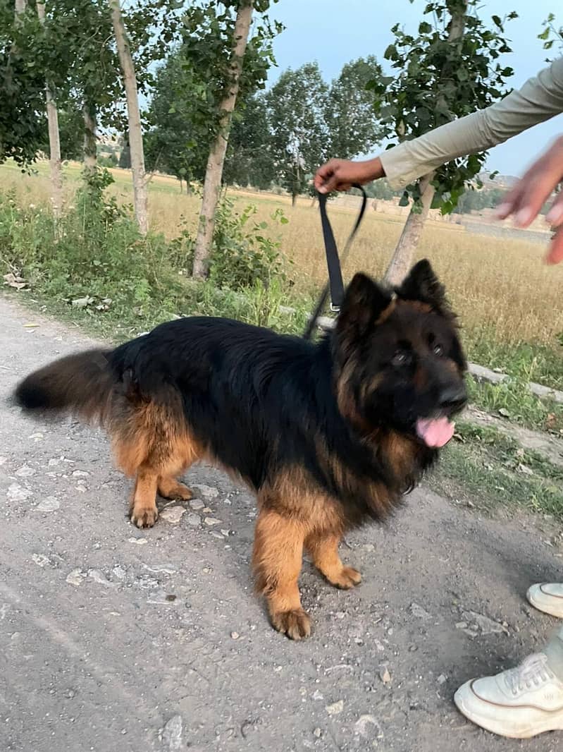 German shepherd 0
