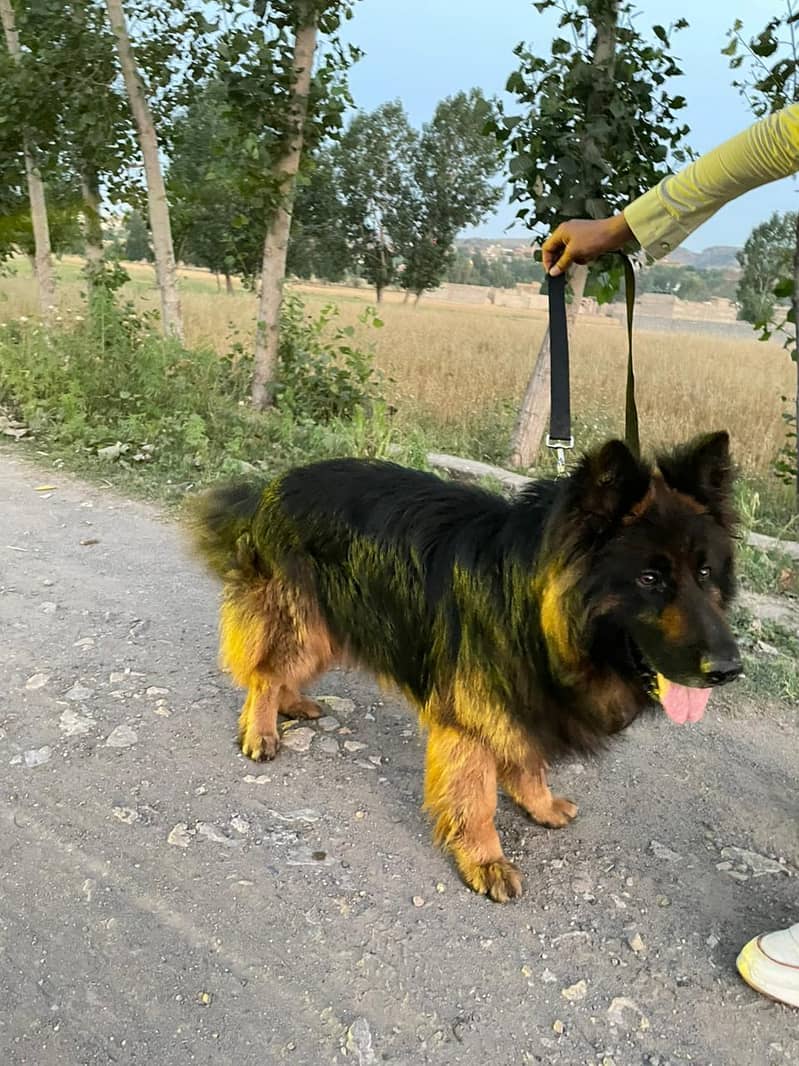 German shepherd 1
