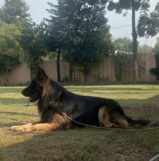 German shepherd 2