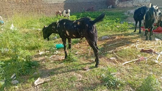 Bakry for sale in tarnol islamabad