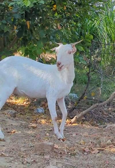 White Tedi (Pure Breed)