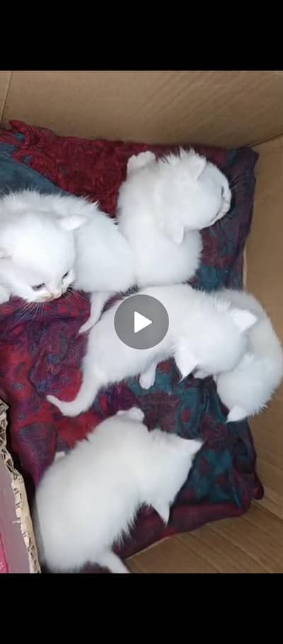 Beautiful White Persian Kittens Available – 4 Weeks Old