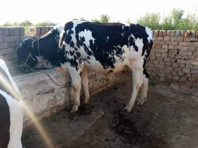 dhonda Wacha for sale