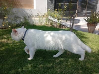 male Persian mix cat for adoption