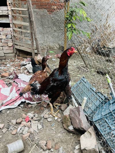 Lakha Murgha For Sale