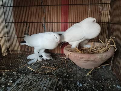 white pouter pair for sale