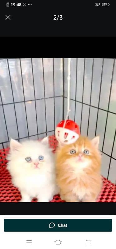 Persian cat for sale male female vaccine ke liye 0340=14=20=834=