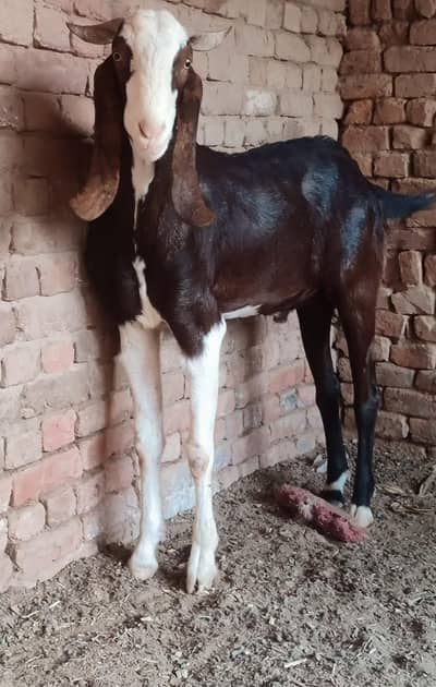 Qurbani Goats
