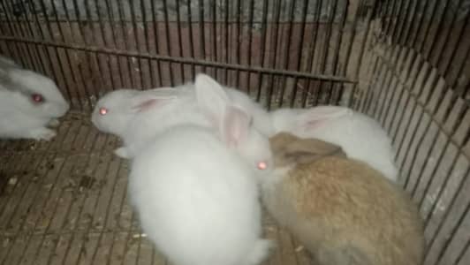 rabbit
