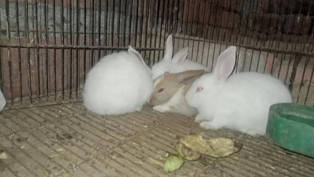 rabbit 1