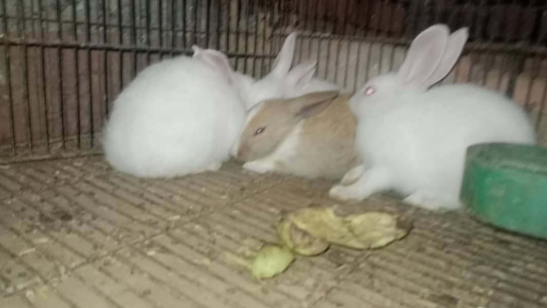 rabbit 2