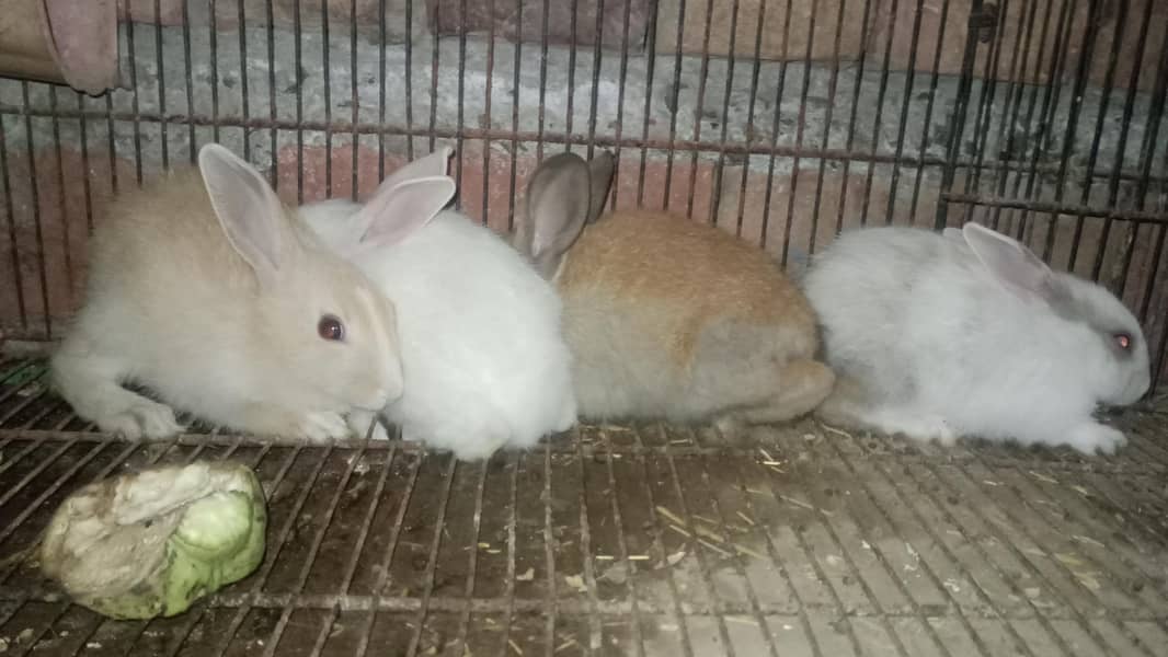 rabbit 3