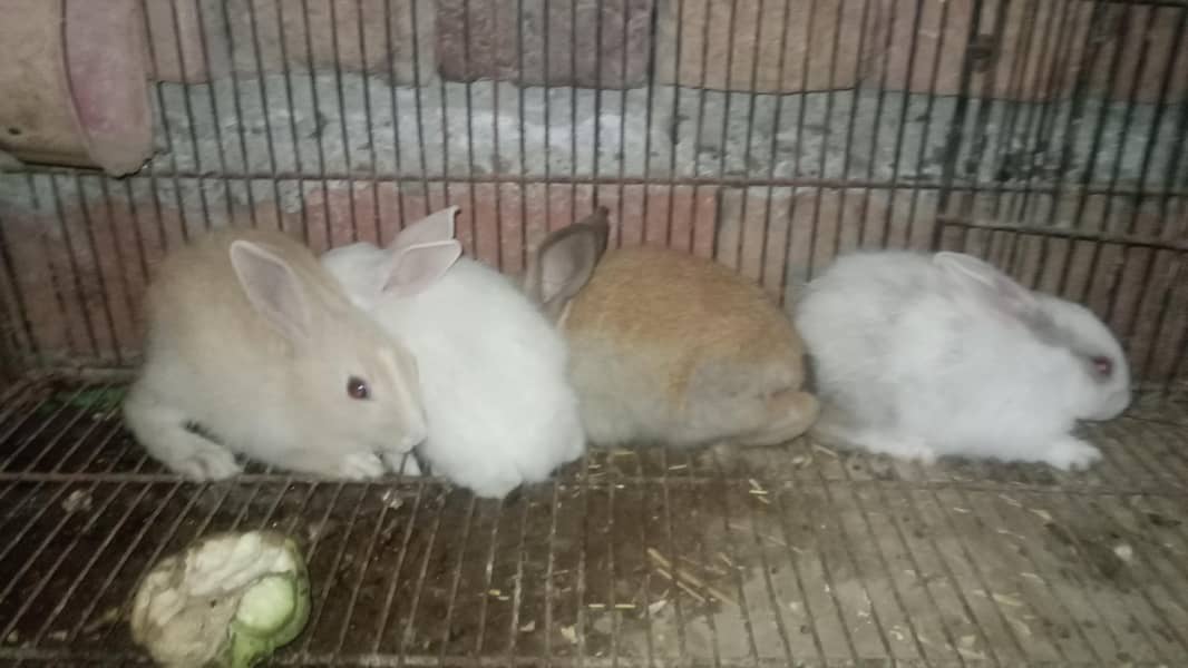 rabbit 4