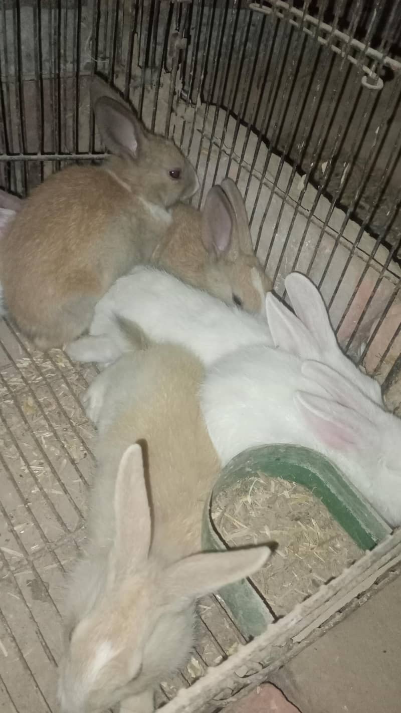 rabbit 5