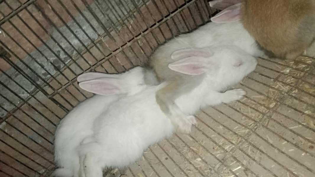 rabbit 6