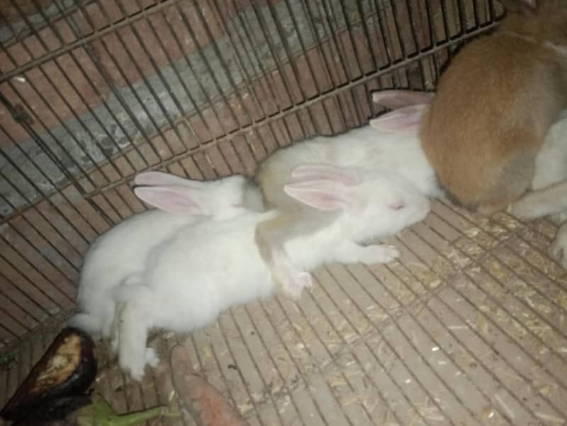 rabbit 7