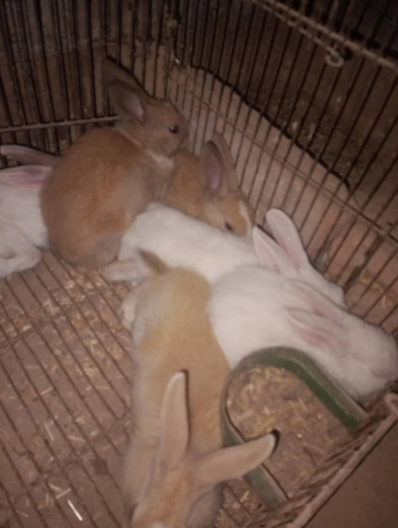 rabbit 10