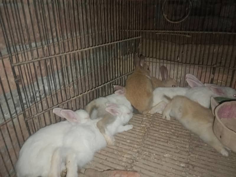 rabbit 12