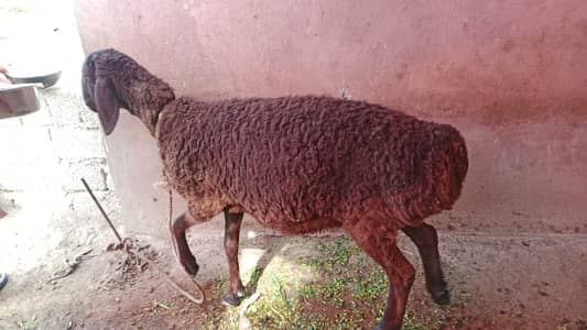 dumba female Turkey+afghani