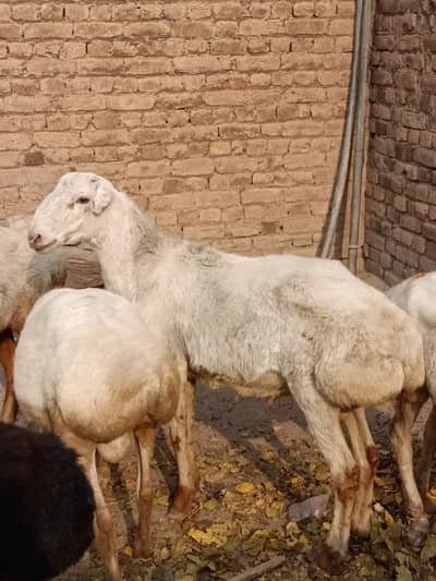 2 balkhi dumby