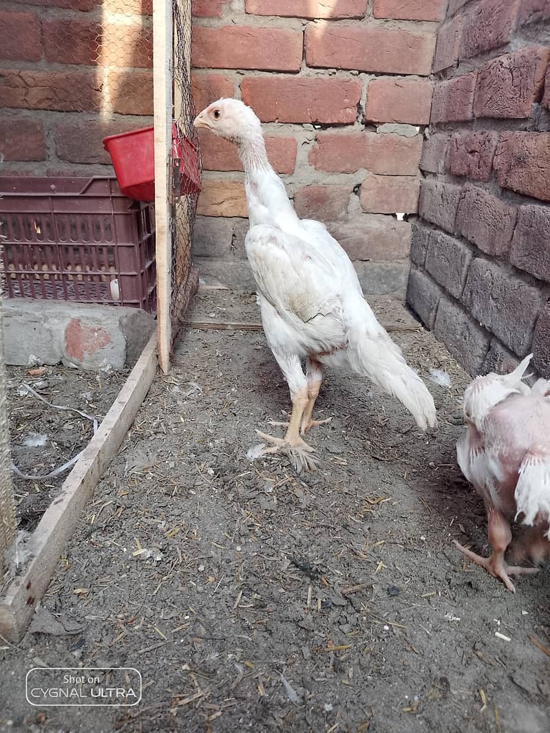 3 chiks 0