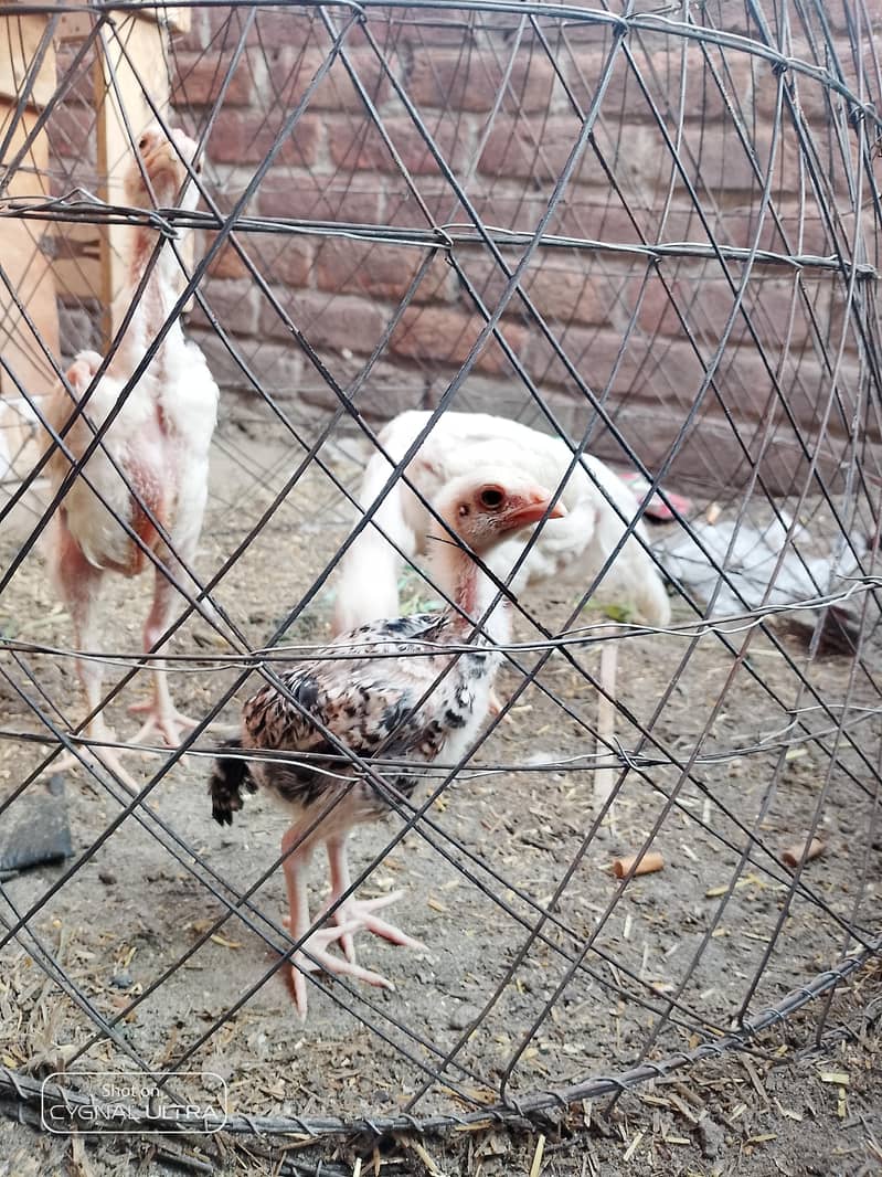 3 chiks 1