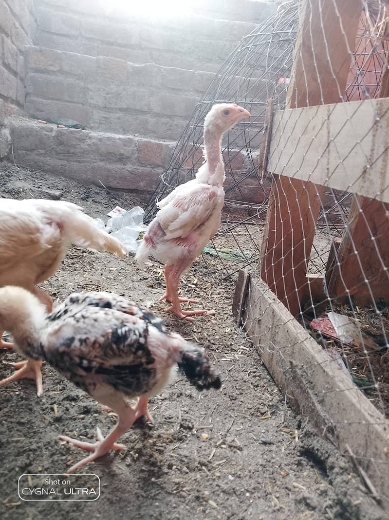 3 chiks 3