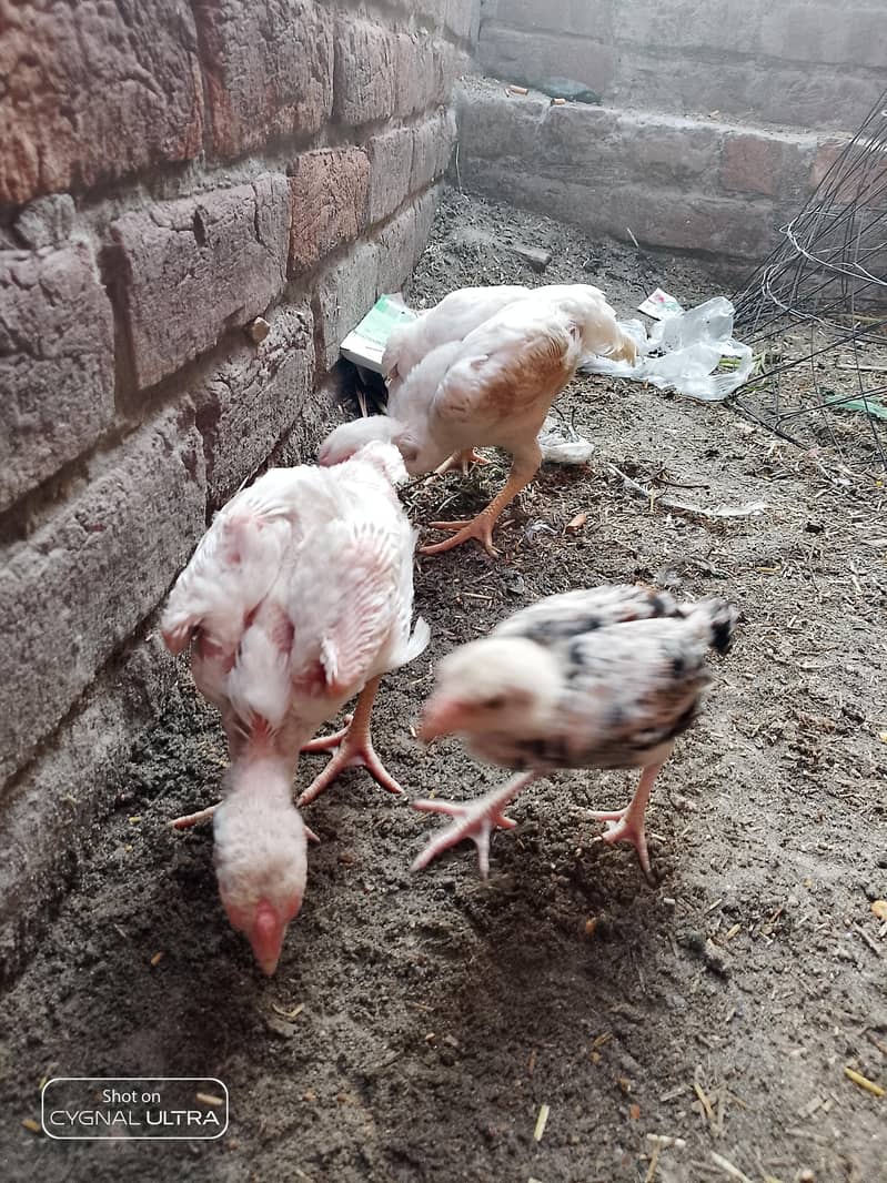 3 chiks 4