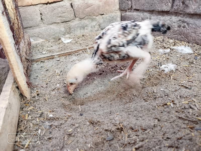 3 chiks 5