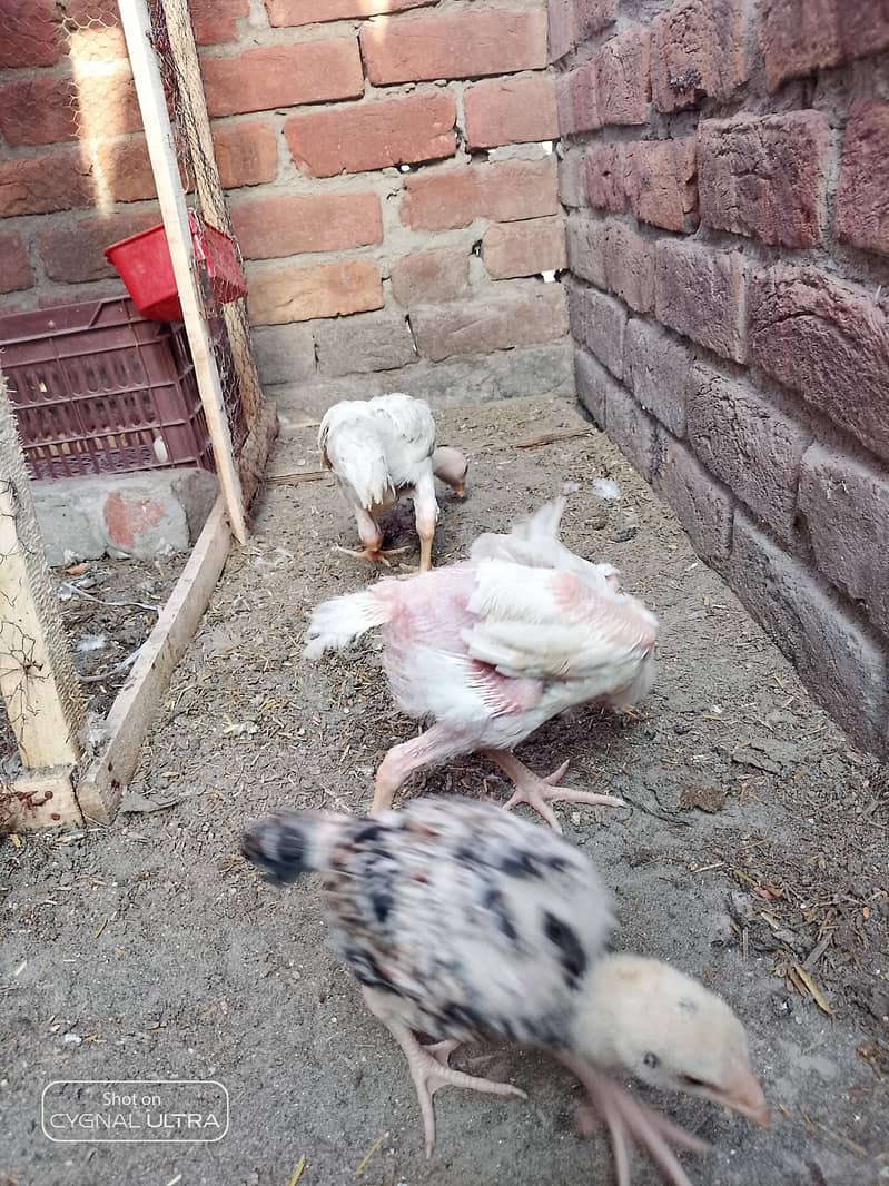 3 chiks 6