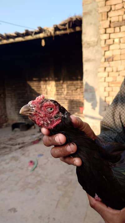 بھائی جان ہائی کوالٹی کی مرغی ہے گارنٹی والی