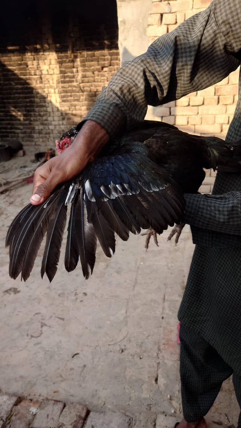 بھائی جان ہائی کوالٹی کی مرغی ہے گارنٹی والی 3