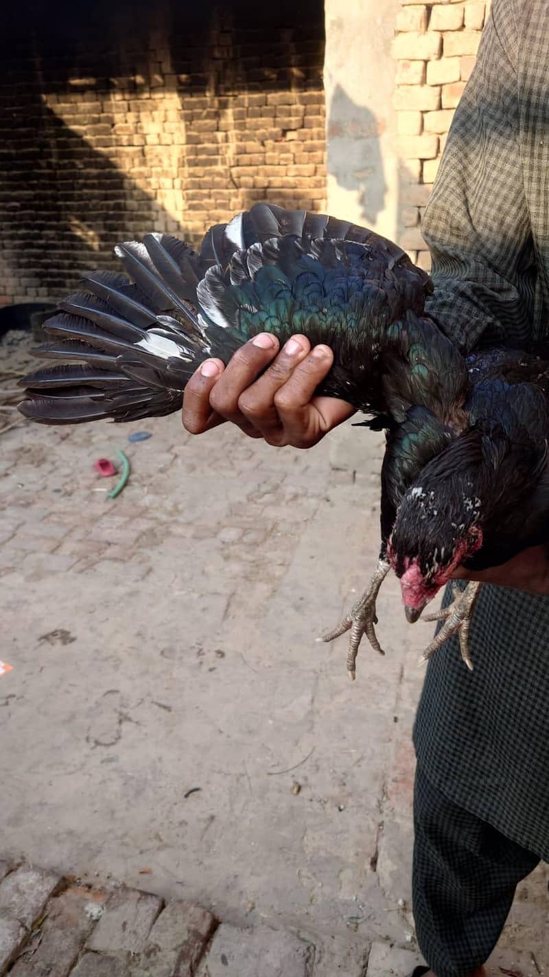 بھائی جان ہائی کوالٹی کی مرغی ہے گارنٹی والی 4