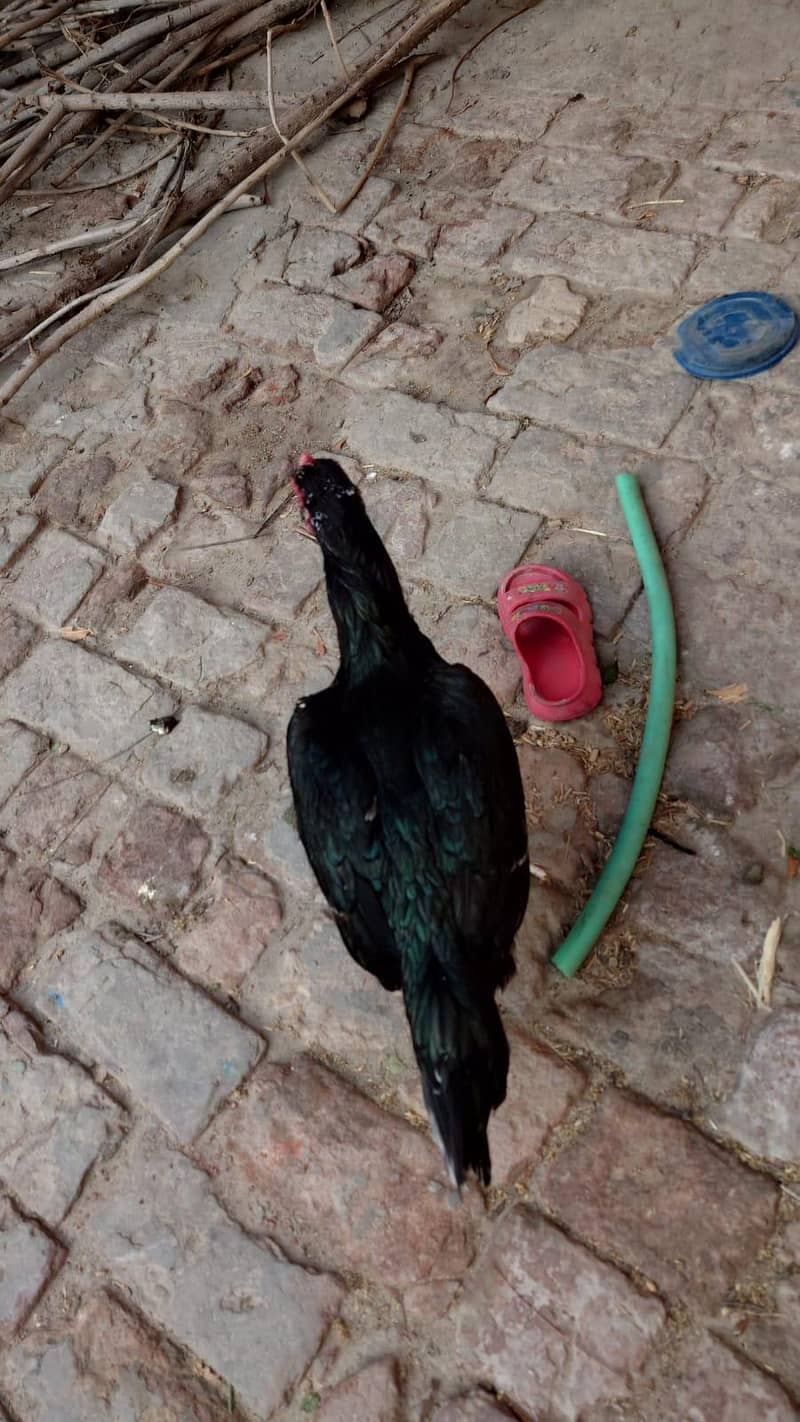 بھائی جان ہائی کوالٹی کی مرغی ہے گارنٹی والی 5