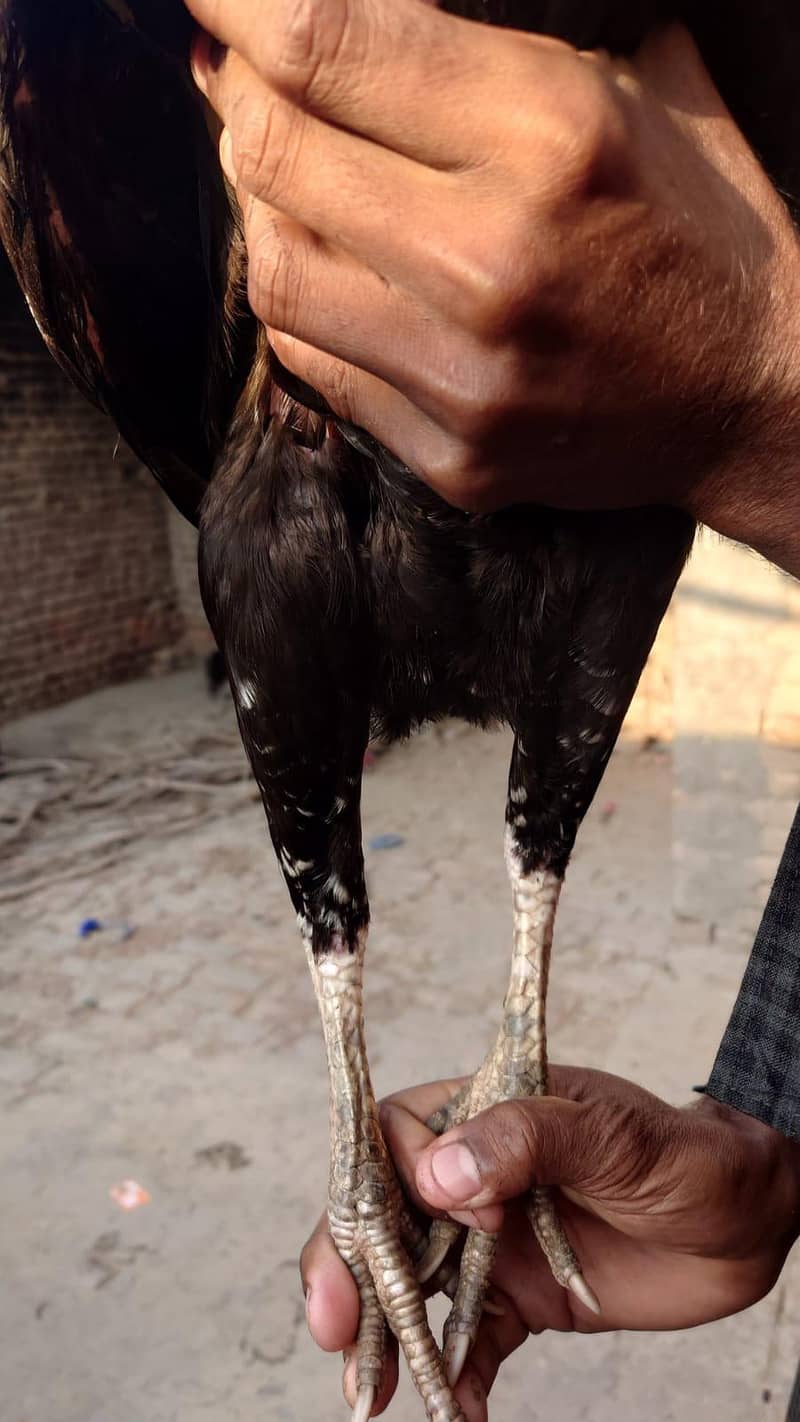 بھائی جان ہائی کوالٹی کی مرغی ہے گارنٹی والی 6