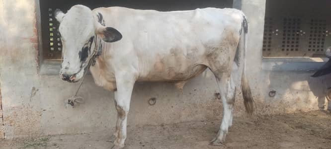 qurbani 03017737409 Whatsapp