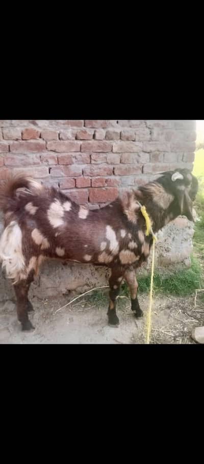 qurbani k Liye full 2 dant bakra