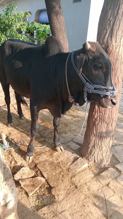 Bull for Sale