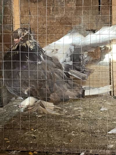 American choclate full size female forsale 03115733578WhatsApp