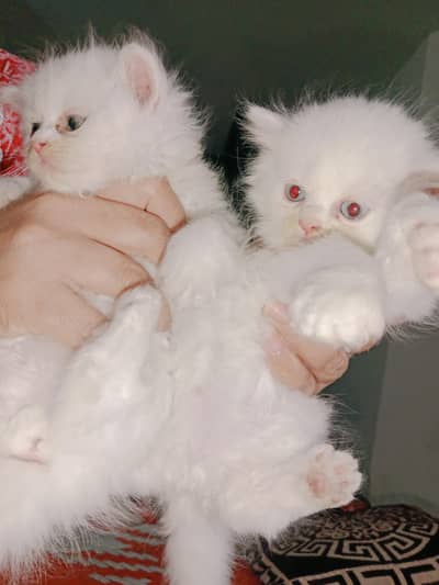 two days offer full fluffy pure Persian triple coated Kittens