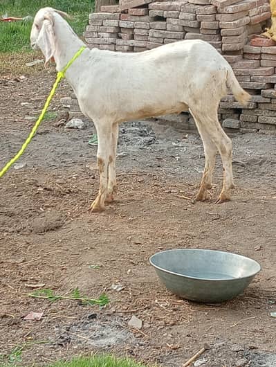 mashallah bahut khoobsurat health bakra  rabta number 0322755605