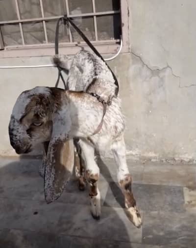 Makhi cheena bacha